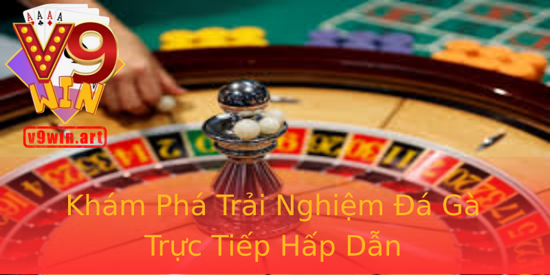 Khám Phá Trải Nghiệm Đá Gà Trực Tiếp Hấp Dẫn